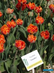 Tulipan Crossfire (gr. Pełne wczesne)_MiedzynarodoweTargiTulipanow 2023_Chrzypsko Wielkie-fot_A-Cecot