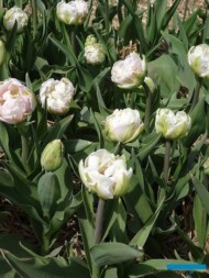 Tulipan Finola (gr. Pełne późne)_MiedzynarodoweTargiTulipanow 2023_Chrzypsko Wielkie-fot_A-Cecot