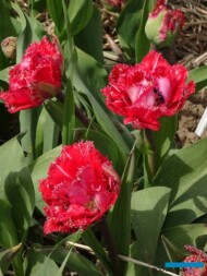 Tulipan Petticoat (gr. Fryzowane)_MiedzynarodoweTargiTulipanow 2023_Chrzypsko Wielkie-fot_A-Cecot