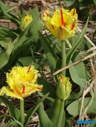 Tulipan Phantom (gr. Fryzowane)_MiedzynarodoweTargiTulipanow 2023_Chrzypsko Wielkie-fot_A-Cecot