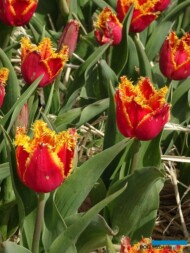 Tulipan Fabio (gr. Fryzowane)_MiedzynarodoweTargiTulipanow 2023_Chrzypsko Wielkie-fot_A-Cecot