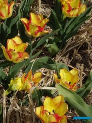 Tulipan Cape Town_MiedzynarodoweTargiTulipanow 2023_Chrzypsko Wielkie-fot_A-Cecot