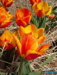 Tulipan Flair _MiedzynarodoweTargiTulipanow 2023_Chrzypsko Wielkie-fot_A-Ceco