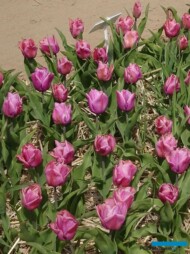 Tulipan Holland Beauty (gr. Triumph)_MiedzynarodoweTargiTulipanow 2023_Chrzypsko Wielkie-fot_A-Cecot