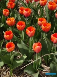 Tulipan Holland Beauty (gr. Mieszańce Darwina)_MiedzynarodoweTargiTulipanow 2023_Chrzypsko Wielkie-fot_A-Cecot