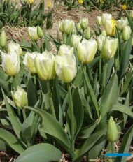 Tulipan Hans Dietrich Genscher (gr. Triumph)_MiedzynarodoweTargiTulipanow 2023_Chrzypsko Wielkie-fot_A-Cecot