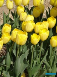 Tulipan Novi Sun (gr. Mieszańce Darwina)_MiedzynarodoweTargiTulipanow 2023_Chrzypsko Wielkie-fot_A-Cecot