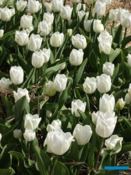 Tulipan Royal Virgin_MiedzynarodoweTargiTulipanow 2023_Chrzypsko Wielkie-fot_A-Cecot