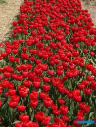 Tulipan Verandi (gr. Triumph)_MiedzynarodoweTargiTulipanow 2023_Chrzypsko Wielkie-fot_A-Cecot