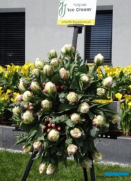 Tulipan Ice Cream - odmiana z grupy Pełnych późnych, MiedzynarodoweTargiTulipanow 2023_fot_A-Cecot