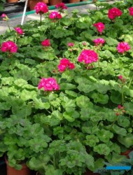 Pelargonium_Calliope-L-Hot-Rose_fot-A-Cecot