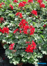 Pelargonium peltatum Ville de Paris Red_fot.-A-Cecot