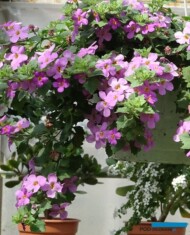 Sutera w uprawie w szklarni_gospodarstwo W-Szała_Poznan_fot. A-Cecot