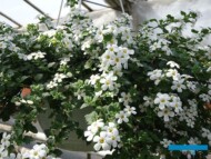 Sutera w uprawie w szklarni_gospodarstwo W-Szała_Poznan_fot. A-Cecot