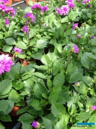 Dalie w doniczkach w szklarni_gospodarstwo W-Szała_Poznan_fot. A-Cecot