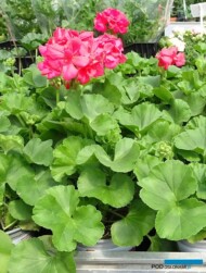 Pelargonia_Calliope L Deep Coral_Szała 127_Poznan_fot-A-Cecot