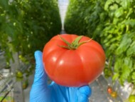 Owoc pomidora malinowego Tatemaru