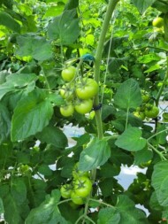 Pomidor Novero o średniej odporności na ToBRFV