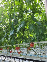 Nowa odmiana pomidora czerwonego Ferreira