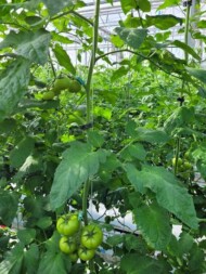 Nowa odmiana pomidora Ferreira