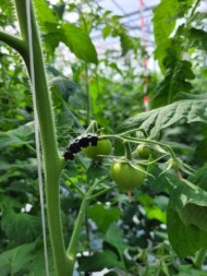 Pomidor czerwony Ferreira