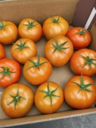 Owoce nowej odmiany pomidora czerwonego Ferreira