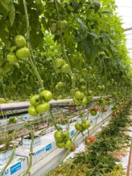 Pomidor malinowy Hakumaru