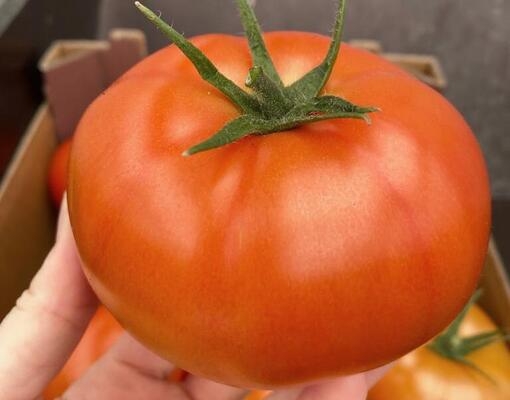 Pomidor czerwony Novero