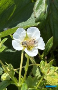 owady zapylające na kwiatach truskawki