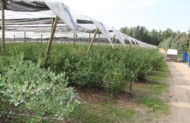 Uprawa borówki pod daszkami