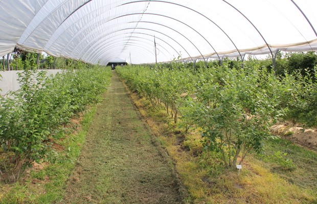 Uprawa borówki w tunelach