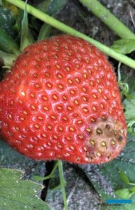 Dorastające owoce porażone przez szara pleśń