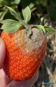 Dorastające owoce porażone przez szara pleśń