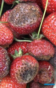 Szara pleśń w okresie sprzedaży