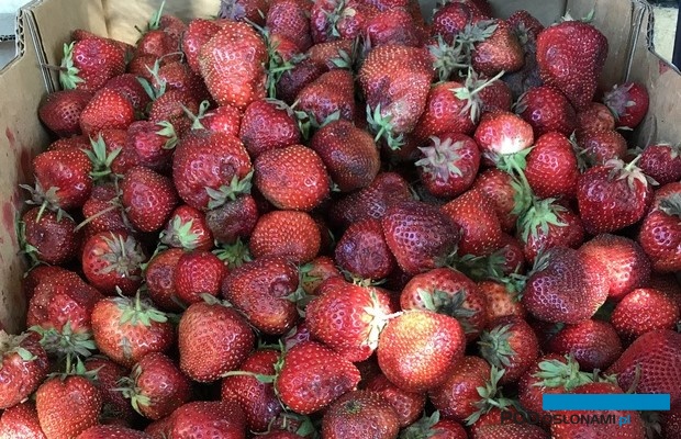 Szara pleśń w okresie sprzedaży