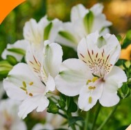 Alstroemeria SUMMER PARADISE Summer Ice_fot. Volmary