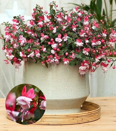 Fuchsia Ballerina-Arabesque_fot. Fleuroselect