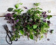 Bazylie – odmiany z serii Tauris i Copa_Volmary