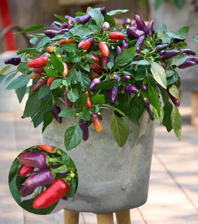 Capsicum annuum Purple Sunset F1_konkurs FleuroStar 2023_fot. Fleuroselect