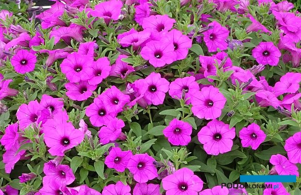 Petunia Supertunia Vista Jazzberry_fot. A-Cecot