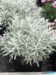 Helichrysum stoechas_Sylvita Broadleaf Silver_fot. A-Cecot