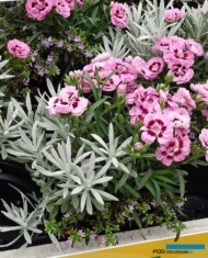 Autumn Checkies®: Cuphea hyssopifolia Myrto Pink, Dianthus caryophyllus Pleasure® L Pink Eye, Helichrysum stoechas Sylivita Broadleaf Silver_Volmary_fot. A-Cecot