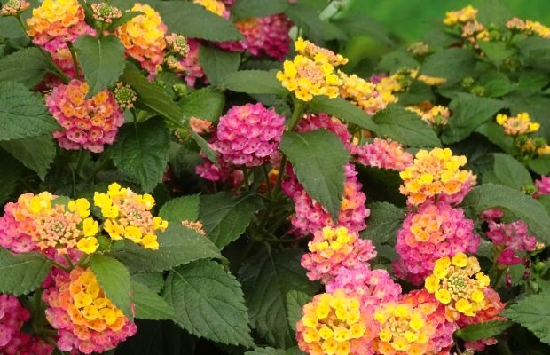 Podczas Dni Otwartych firmy Volmary będzie można obejrzeć wiele nowości odmianowych