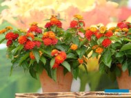 Lantana-camara EvitaFire_Volmary 2023_fot. A-Cecot