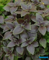 Ocimum basilicum Copa Red-Green Shades (fot. A. Cecot)