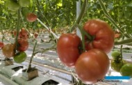 Pomidor wielkoowocowy Eyre RZ