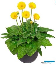 Gerbera balkonowo-ogrodowa - odmiana z serii Garvinea_fot. Volmary