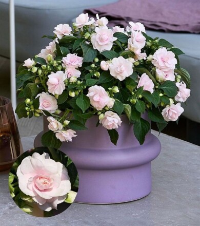 Impatiens walleriana Glimmer™ Appleblossom_konkurs FleuroStar 2023_fot. Fleuroselect