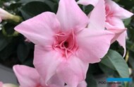 Mandewila (Mandeville) Sundaville Double Blush Pink o pełnych kwiatach została wyróżniona w tym roku nagrodą FleuroStar, fot. A. Cecot