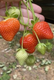 truskawki pod panelami i jakość owoców